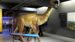 Macreuchenia Star Wars Darwin