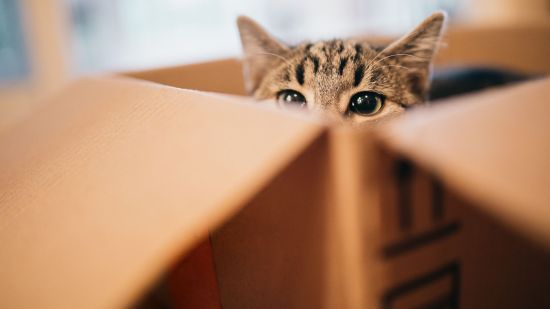 El gato de Schrödinger: una paradoja cuántica que desafía el sentido común