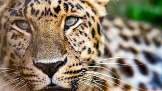 Este es el felino más raro que existe