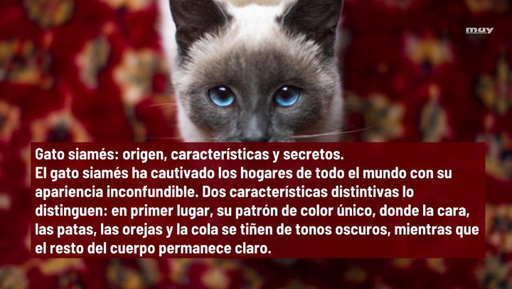 Gato Siamés  Origen  Características Y Secretos