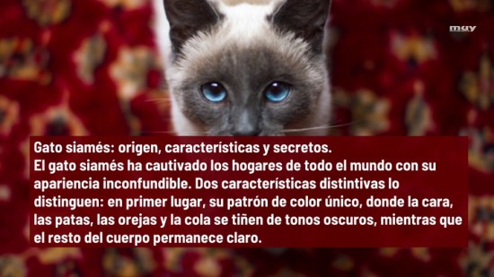 Gato Siamés  Origen  Características Y Secretos