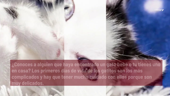 20 Consejos Básicos Para Cuidar Gatos Bebés