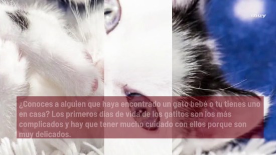 20 Consejos Básicos Para Cuidar Gatos Bebés
