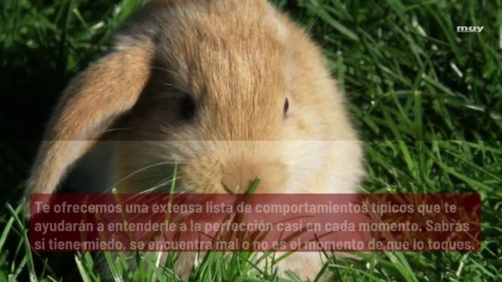 Qué  Quiere Decirte Tu Conejo Con Su Lenguaje Corporal