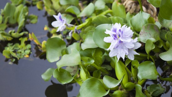 Este es el coste económico de las especies invasoras en España