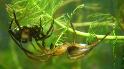Macho y hembra de araña de agua