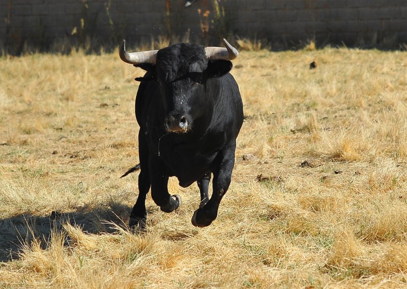 Toro de lidia