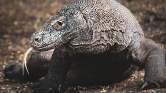 Dragón de Komodo