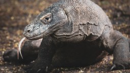 Dragón de Komodo