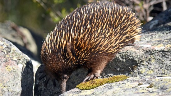 Captan un extraño mamífero que se creía extinto hacía 60 años