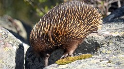 Captan un extraño mamífero que se creía extinto hacía 60 años