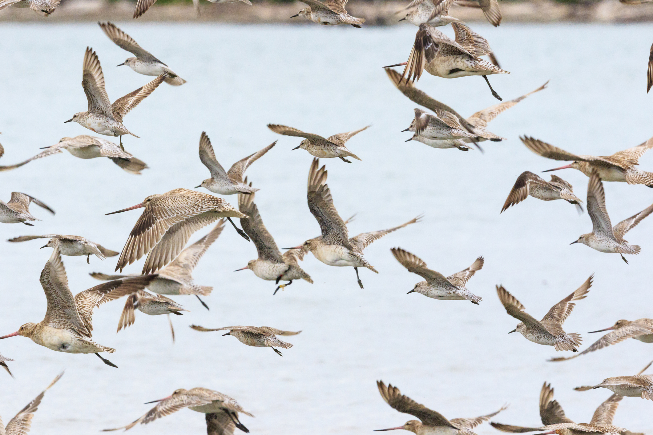 ¿Cuánto tardaría un ave en dar la vuelta al mundo?