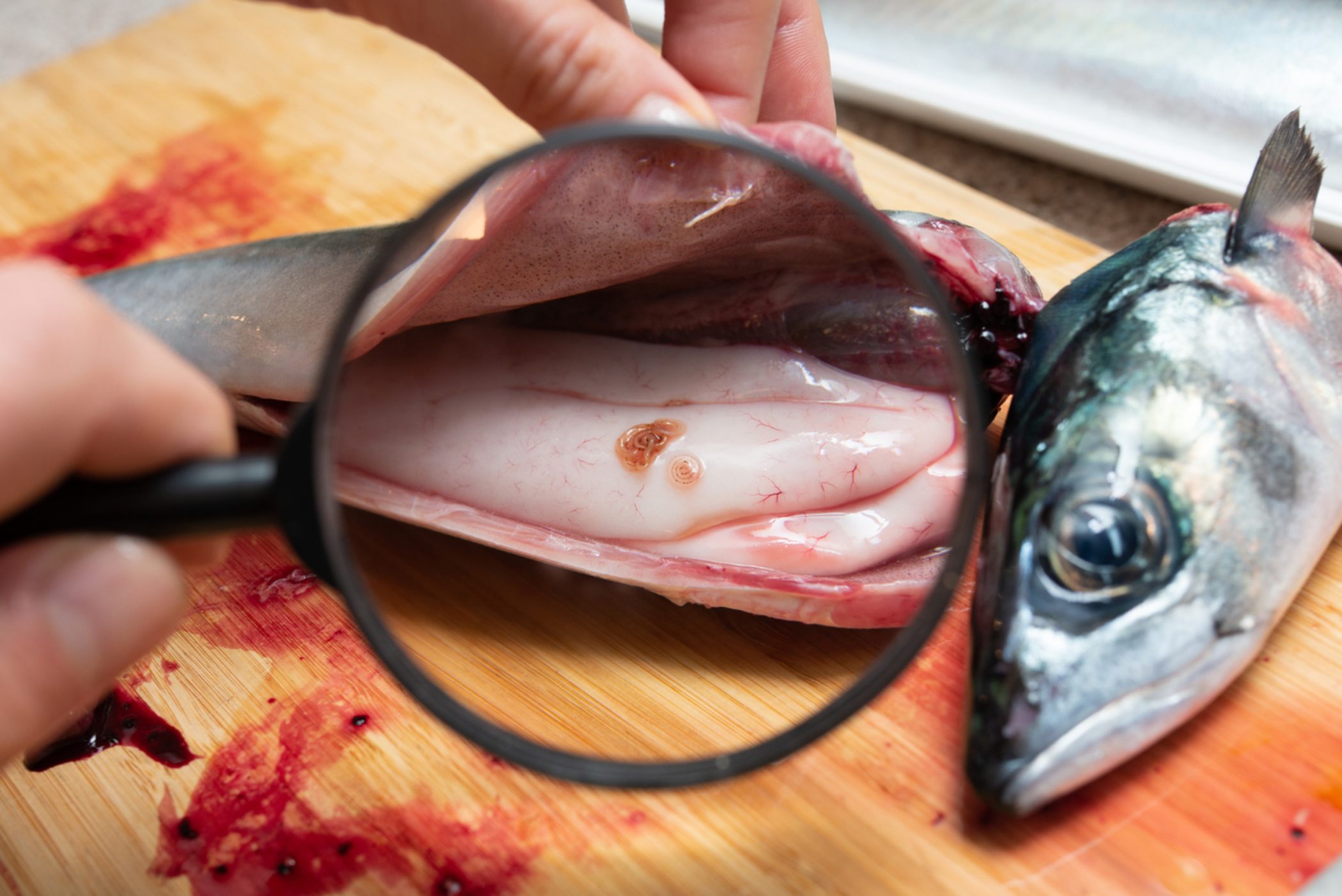 Pescado con Anisakis