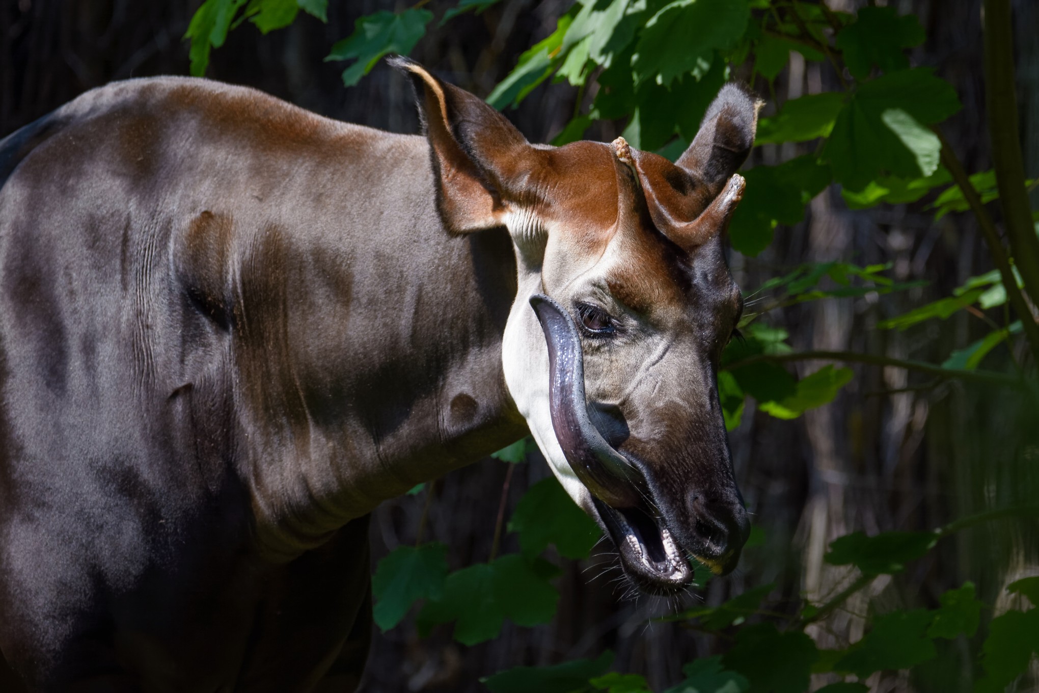Okapi