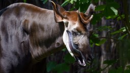 Okapi