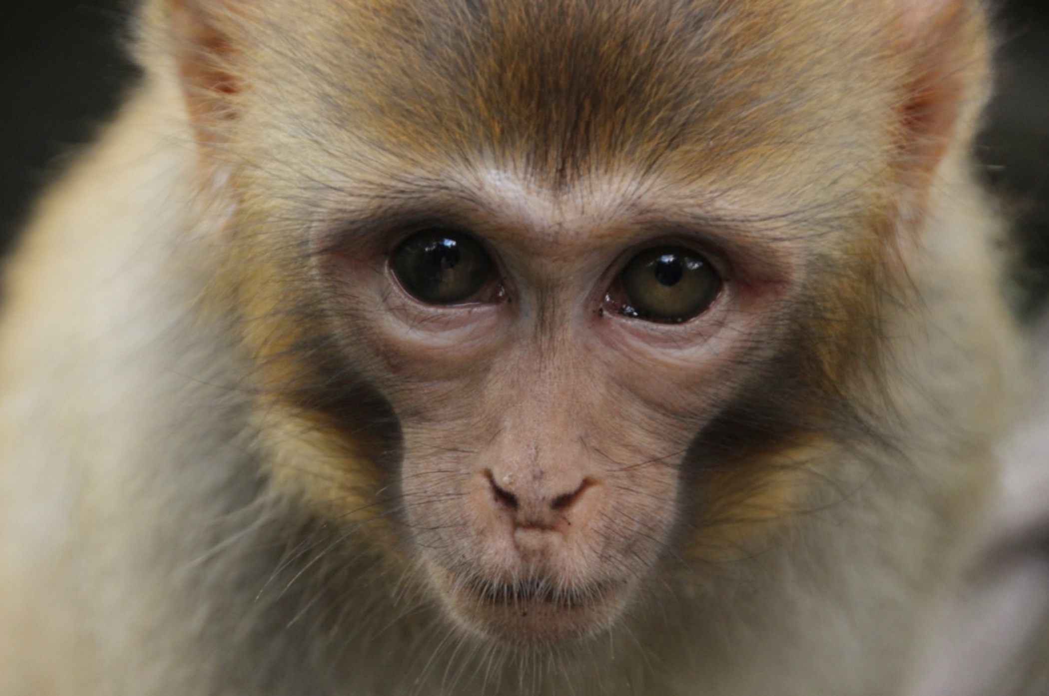Cómo el nacimiento del primer mono quimérico podría salvarte la vida