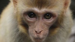 Cómo el nacimiento del primer mono quimérico podría salvarte la vida