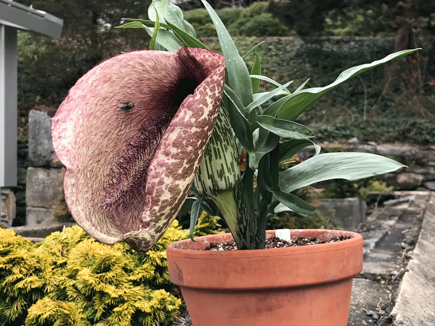 Esta flor imita el ano de un caballo muerto para atraer a los insectos