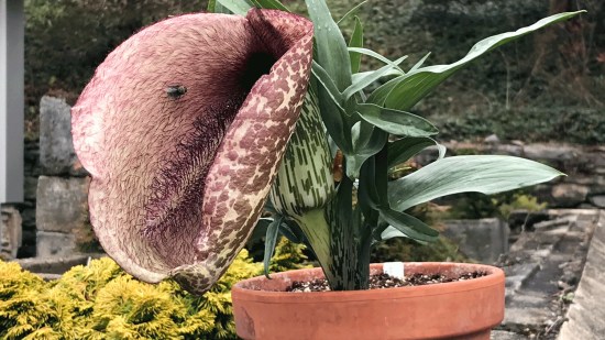 Esta flor imita el ano de un caballo muerto para atraer a los insectos