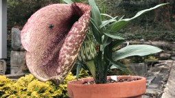 Esta flor imita el ano de un caballo muerto para atraer a los insectos