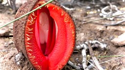 ¿Cuál es la planta más extraña del mundo?