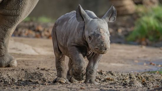 Graban en directo el nacimiento de uno de los mamíferos más raros del mundo