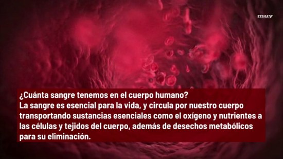 Cuánta Sangre Tenemos En El Cuerpo Humano