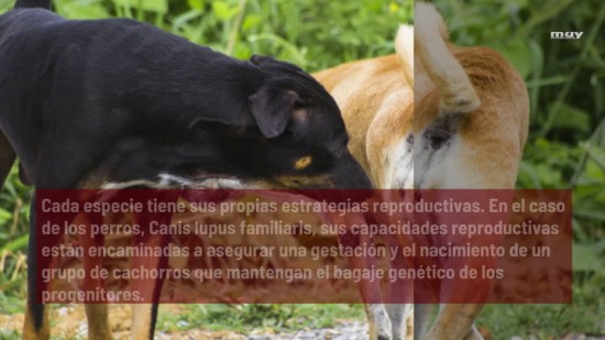 Por Qué  Se Quedan Enganchados Los Perros Tras La Cópula