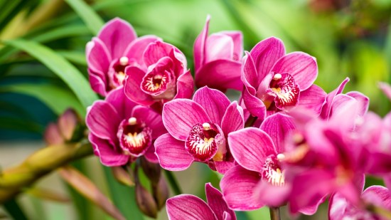 Las orquídeas más bonitas del mundo