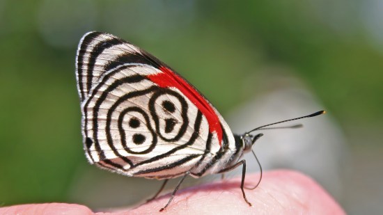 ¿Cuál es la mariposa más rara del mundo?