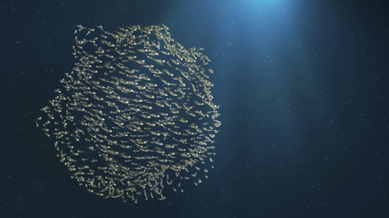 ¿Cuál es el pez más pequeño del mundo?