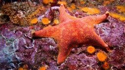 Estrella de mar murciélago