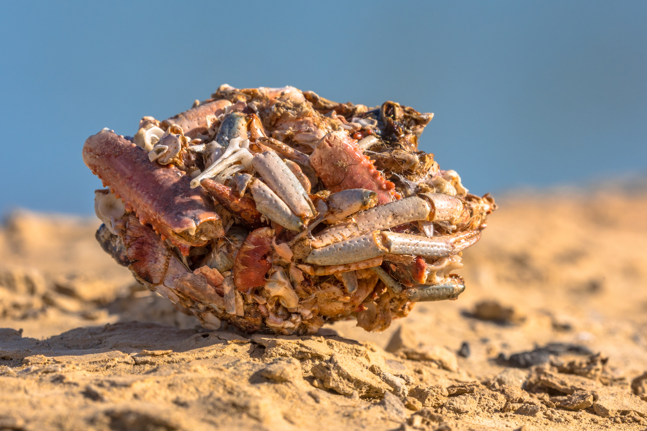 Egagrópila de gaviota
