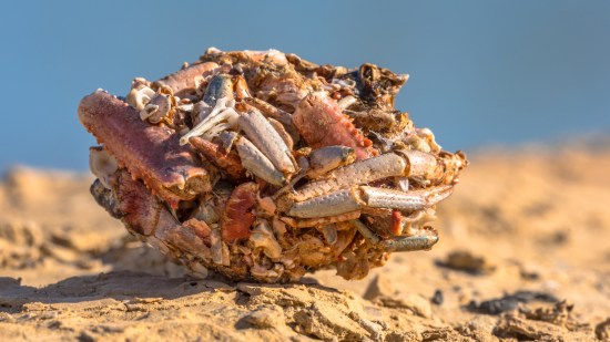 Egagrópila de gaviota