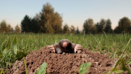 Hallan un topo dorado sin ojos que se creía extinto desde hacía más de 80 años
