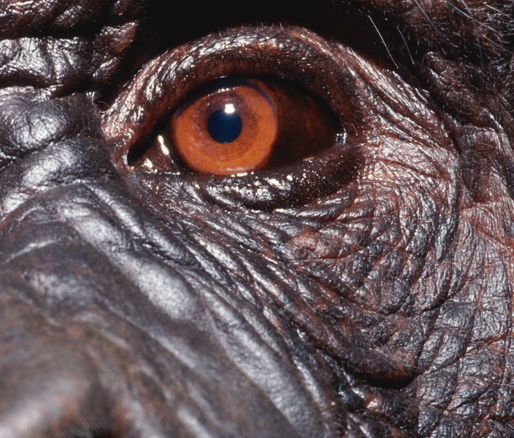 Mirada chimpancé en cautividad