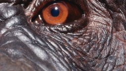 Mirada chimpancé en cautividad