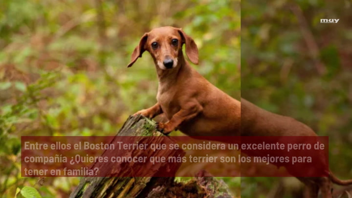 Los Mejores Perros De Raza Terrier Para Vivir En Familia