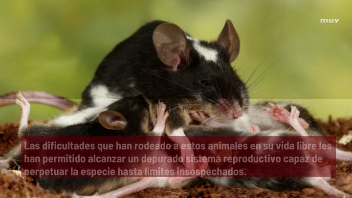 Cómo Es La Reproducción En Ratones Y Ratas