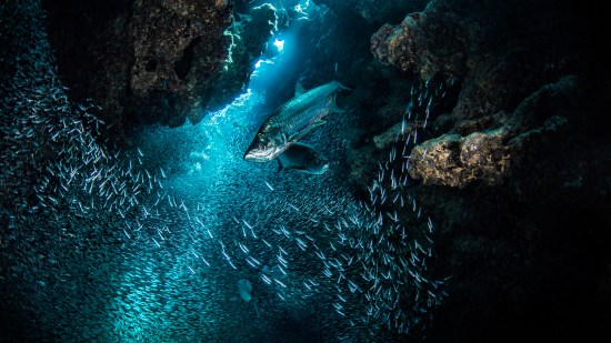 ¿Qué es realmente un "ser vivo"?