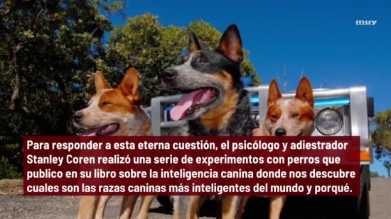 Los 15 Perros Más Inteligentes Del Mundo