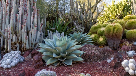 ¿Cómo se adapta una planta a la vida en el desierto?