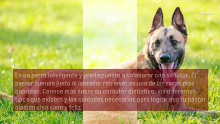 Cómo Es El Perro Pastor Alemán Y Cuántos Tipos Existen