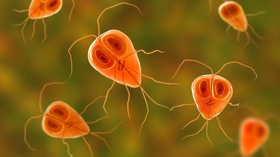 Un buen parásito es aquel que no mata a su hospedador