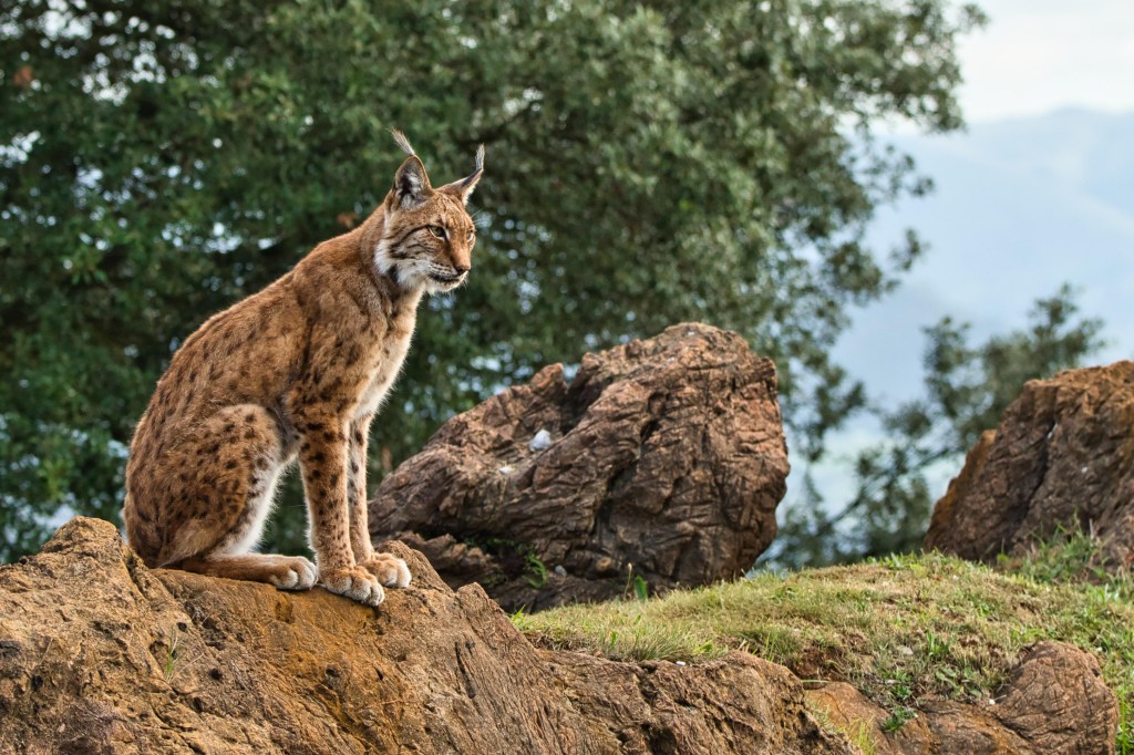 Lince ibérico
Fauna ibérica