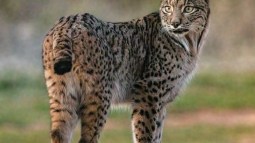 Buenas noticias para el lince ibérico