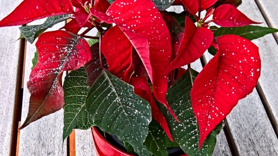 La flor de Pascua: un símbolo navideño repleto de curiosidades y secretos