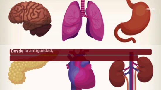 ¿Cuántos órganos hay en el cuerpo humano?