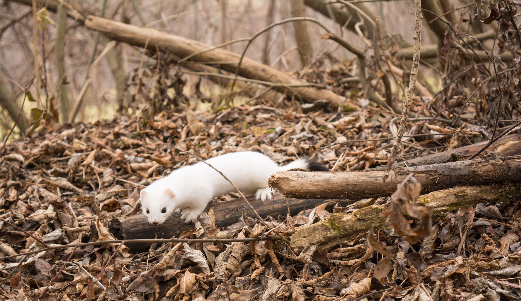 Descubre a los animales que cambian de abrigo en invierno