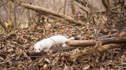 Descubre a los animales que cambian de abrigo en invierno